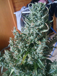 Growreport Bild 6