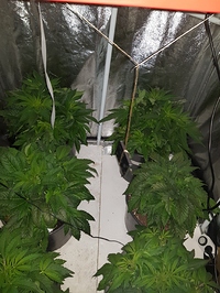 Growreport Bild 2