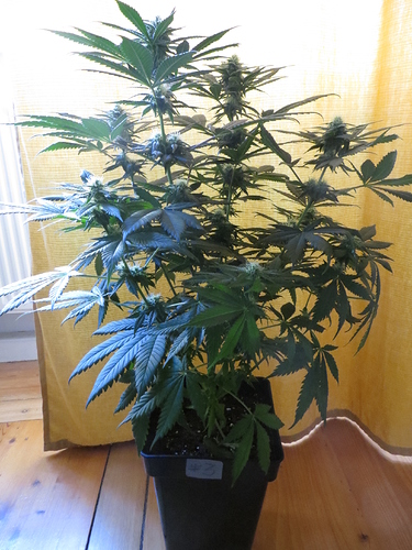 Growreport Bild 5
