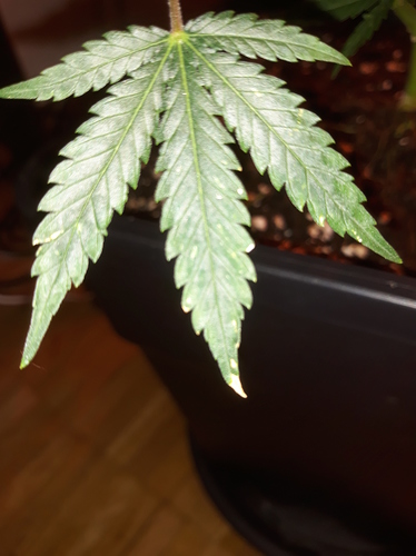 Growreport Bild 17