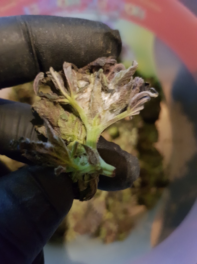 Outdoor grow #1