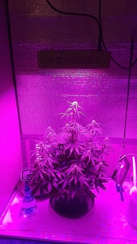 Growreport Bild 1