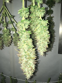 Growreport Bild 3