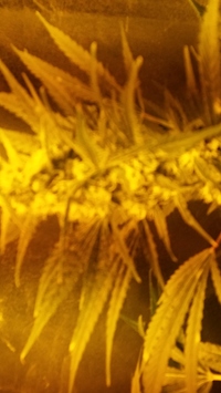 Growreport Bild 4