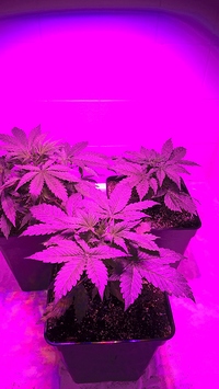 Growreport Bild 10