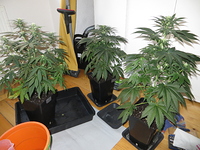 Growreport Bild 2
