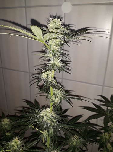 Growreport Bild 1