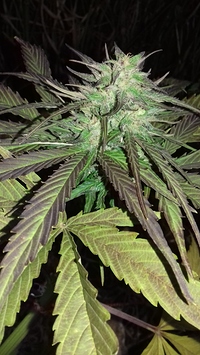 Growreport Bild 3