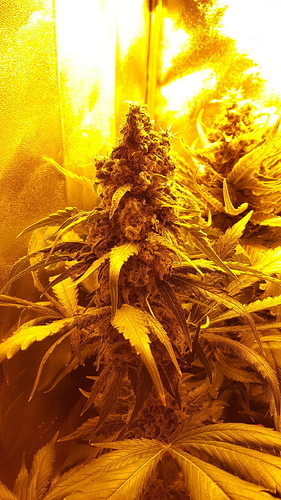 Growreport Bild 4