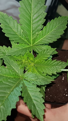 Growreport Bild 4