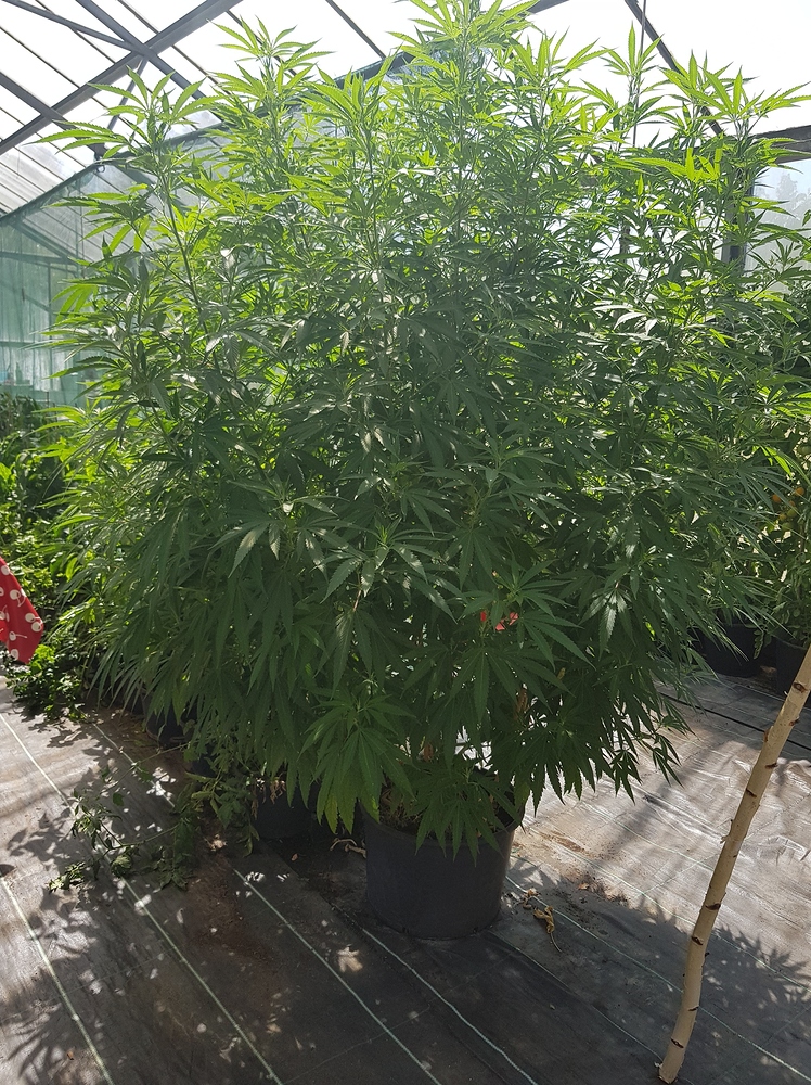 Outdoor grow #1 - Growreports - Forum | Cannabisanbauen.net