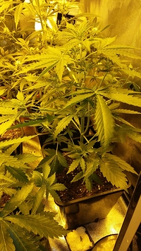Growreport Bild 37