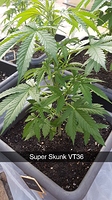 Growreport Bild 7