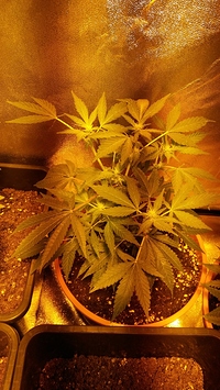 Growreport Bild 4