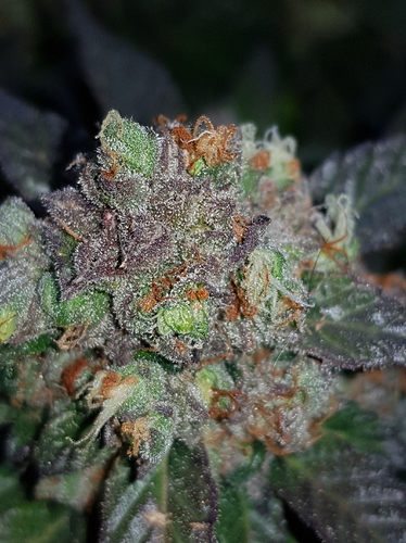 Growreport Bild 21