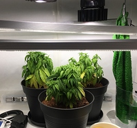 Growreport Bild 1