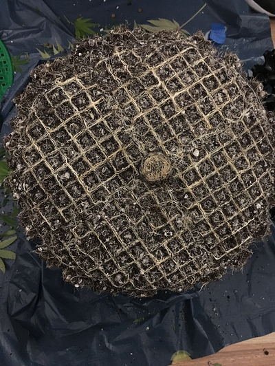 Bubblegum Kush, LED Indoor, Homebox 100x100