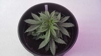 Growreport Bild 1