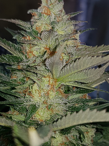 Growreport Bild 10