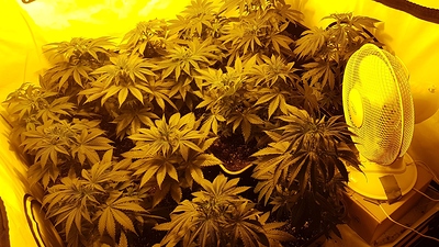 Growreport Bild 1
