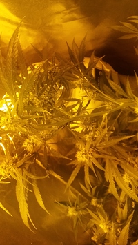 Growreport Bild 16