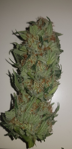 Growreport Bild 21