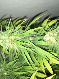 Growreport Bild 6
