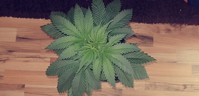 Growreport Bild 5