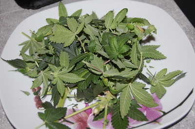 Growreport Bild 18