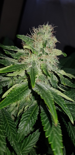 Growreport Bild 1