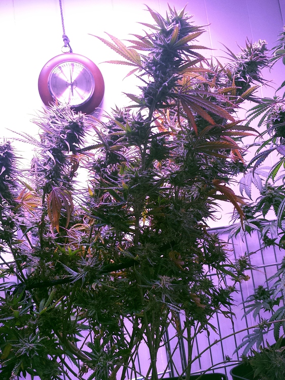 Medizinpflanzen: Dance World + Euphoria + Painkiller XL - Indoor