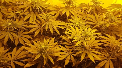 Growreport Bild 2