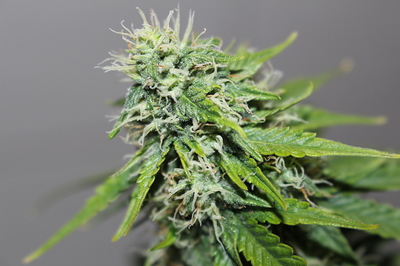 Growreport Bild 3