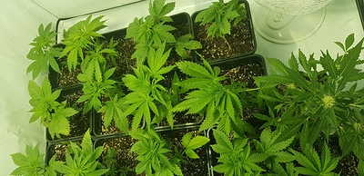Growreport Bild 8