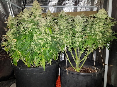 Growreport Bild 11