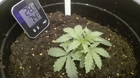 Growreport Bild 3