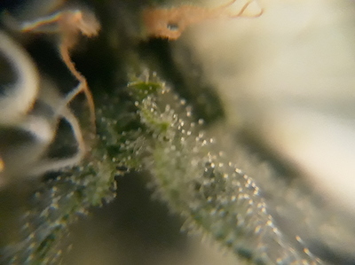 Growreport Bild 5