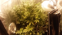 Growreport Bild 15