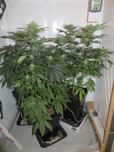 Growreport Bild 2