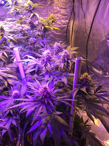 Growreport Bild 1
