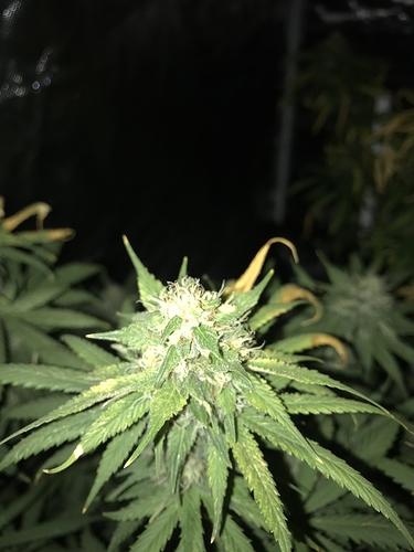 Growreport Bild 1