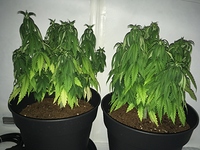 Growreport Bild 1