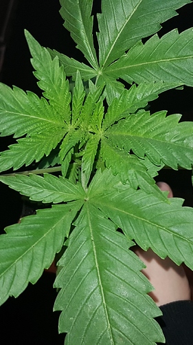 Growreport Bild 5
