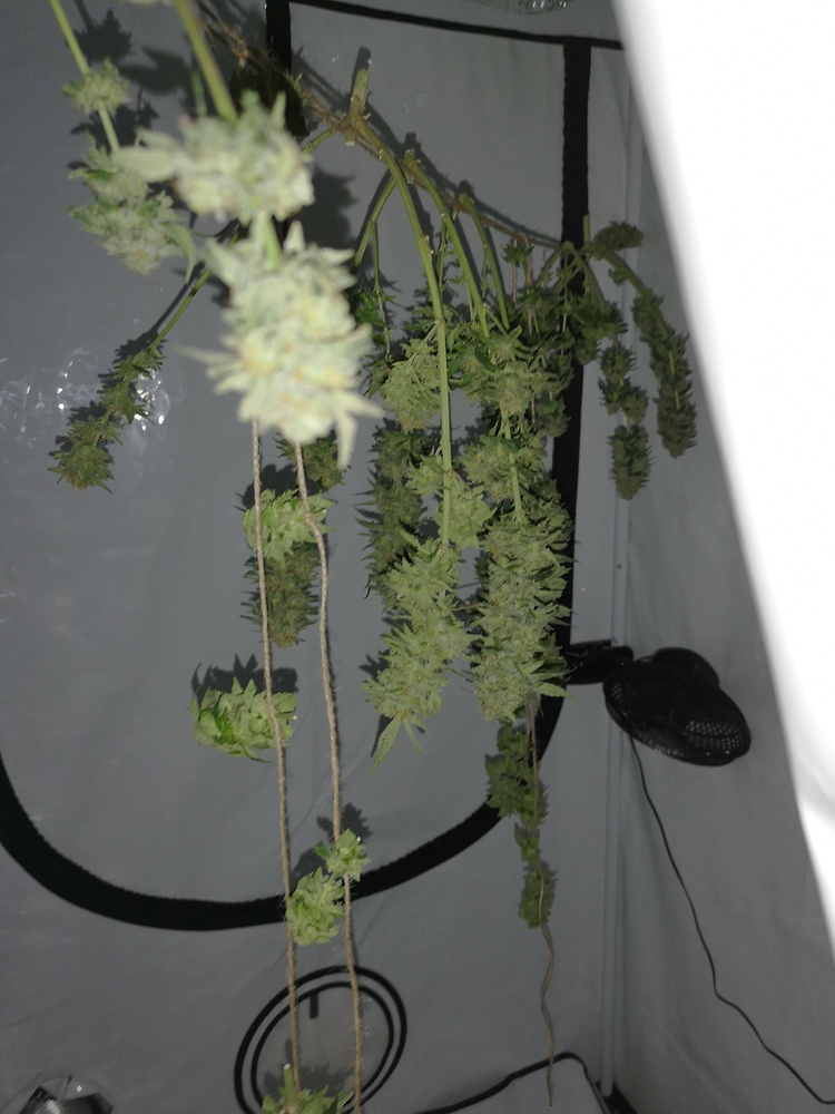 Indoor Grow report #2