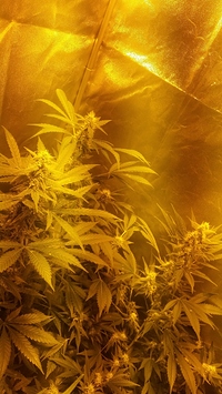 Growreport Bild 17