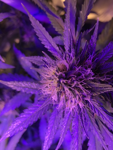 Growreport Bild 3
