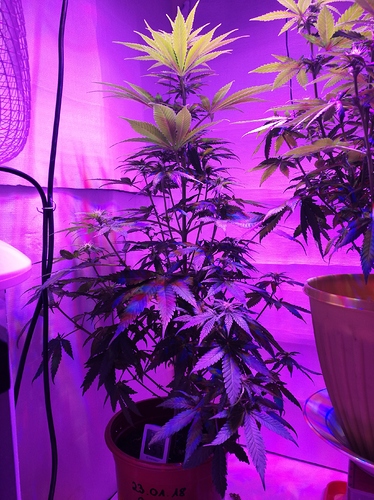 Growreport Bild 3