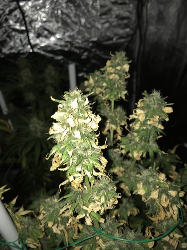 Growreport Bild 8