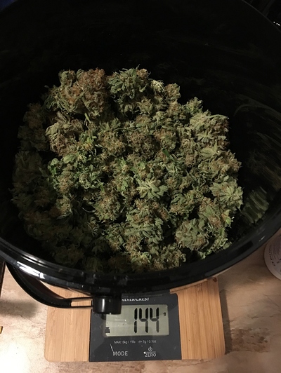 Sensi Skunk Feminiesiert