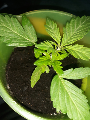 15353718159071070817316